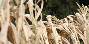 vertrockneter Mais auf einem Feld