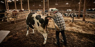 ein Mann greift mit seinem Arm tief in das After einer Kuh in einem Stall