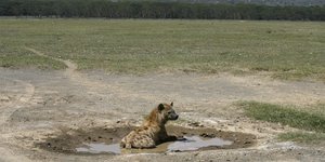 eine Hyäne liegt auf einer Wiese
