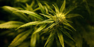 Eine blühende Cannabis-Pflanze