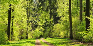 Waldweg im Bergischen land in Nordrhein-Westfalen