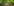 Eine asiatische Tigermücke vor grünem Hintergrund