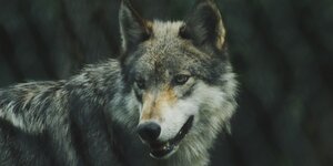 Ein grau-schwarz-weißer Wolf vor dunklem Hintergrund