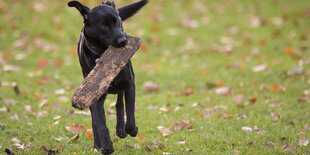 Ein Hund mit einem Brett im Maul geht über eine Wiese