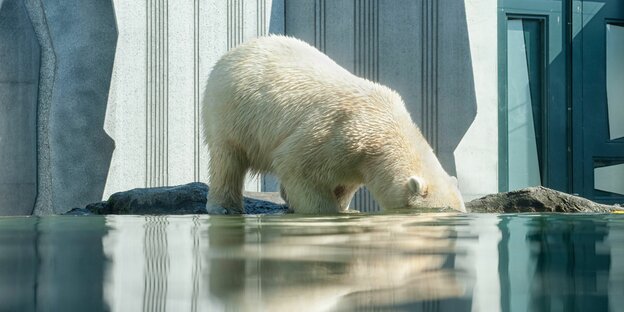 Ein Eisbär taucht seinen Kopf unter Wasser