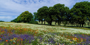 Eine bunte Wiese voller Blumen