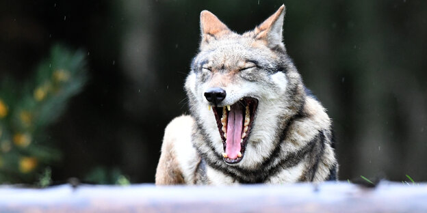 Gähnender Wolf