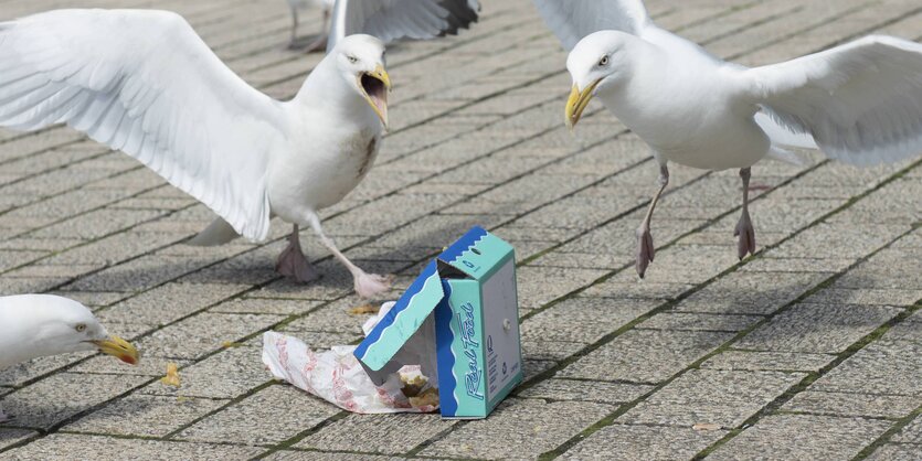 Möwen fliegen um eine heruntergefallene Packung Fish and Chips