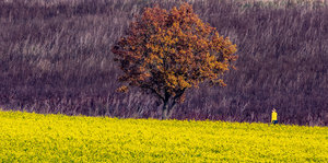 Brauner Baum vor gelbem Feld.