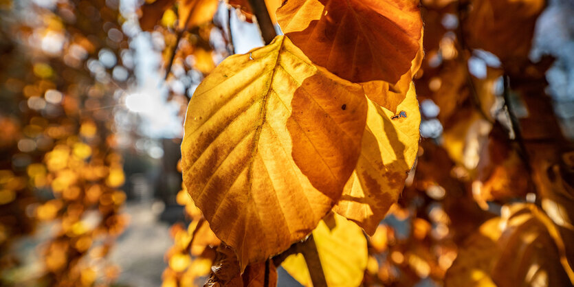 Herbstlaub im Sonnenlicht