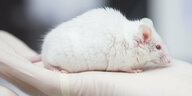 Eine wissenschaftliche Mitarbeiterin hält eine weiße Maus in ihrer Hand