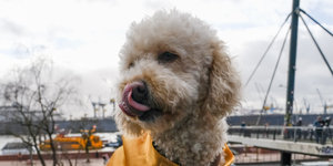 Ein Hund unter grauem Himmel vor Hamburger Hafenkulisse