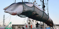 Ein Zwergwal wird nach dem Fang von einem Schiff im Hafen abgeladen