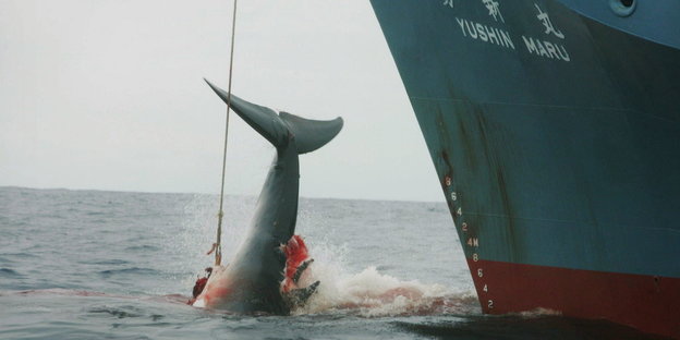 Ein harpunierter Wal hängt an einem Seil