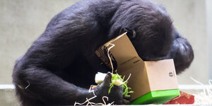Ein Gorilla steckt seinen Kopf in ein Paket mit Futter
