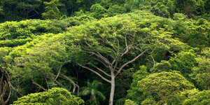 Der Amazonas in Brasilien aus der Luft