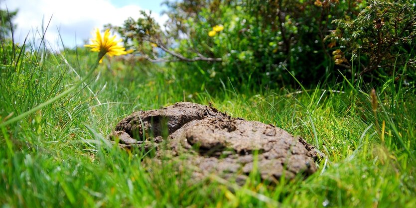 Ein Kuhfladen auf einer grünen Wiese