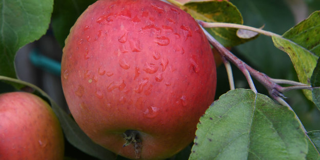 Regentropfen hängen bei herbstlichem Wetter an einem Apfel im Alten Land