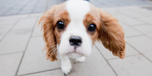 Ein junger Hund der Rasse Cavalier King Charles Spaniel