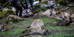 Tote Schafe werden von Vertretern der Forstlichen Versuchs- und Forschungsanstalt Baden-Württemberg und der Forstverwaltung Calw untersucht.