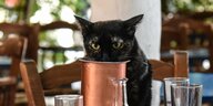 Eine Katze trinkt aus einem Becher