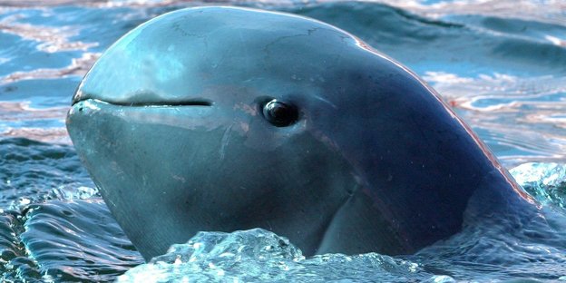 Ein Delfin im Wasser