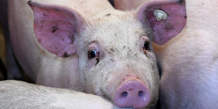 Schweine stehen in einem Stall