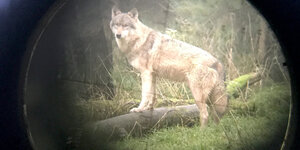 Ein Wolf steht im Wildpark Eekholt (Fotografiert durch ein Zielfernrohr).