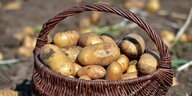 Ein Korb mit Kartoffeln