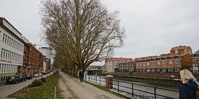 Die umstrittene Platanen-Reihe an der Weser.