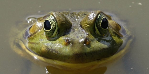 Ein Frosch in einem Teich