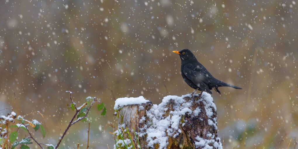 Vogel im Schnee