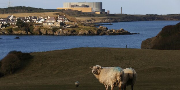 Bestehende Atomanlage mit Schaf in Wylfa