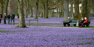 Rentner sitzen auf einer Parkbank inmitten einer lila Krokuswiese