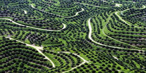 Blick aus der Vogelperspektive auf eine grüne Palmöl-Plantage
