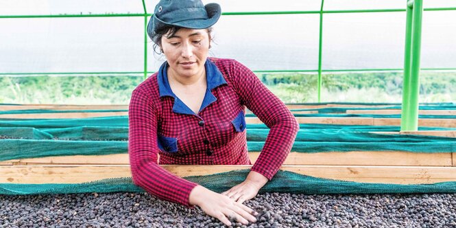 Die peruanische Genossenschafterin Maria Griselda Suárez streicht über Kaffeebohnen