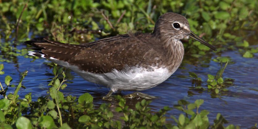 Ein kleiner Vogel im Nationalpark Doñana