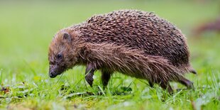 Ein Igel