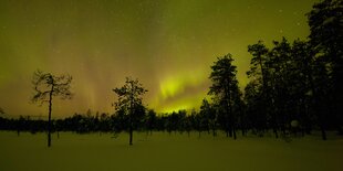 Wald mit Schnee im Dämmerlicht