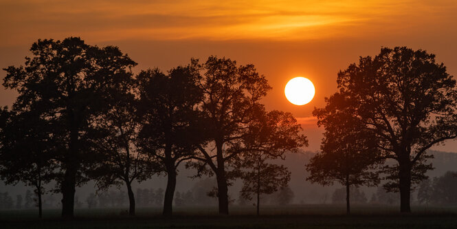 Die Sonne geht über der flachen Landschaft im Oderbruch zwischen den Bäumen unter