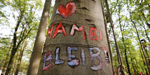Ein Baum im Hambacher Forst, in dessen Rinde "Hambi bleibt" geritzt ist