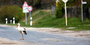 Ein Storch läuft über eine Straße