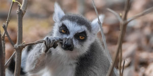 Ein Lemur schaut grimmig drein