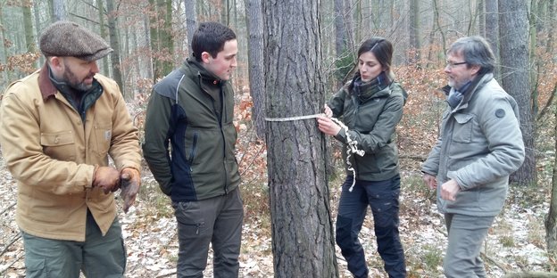 Kai-Birger Sünram, Kai Hamann, Caroline Lippold, Martin Guericke stehen im Stadtwald Eberswalde und vermessen einen Baum