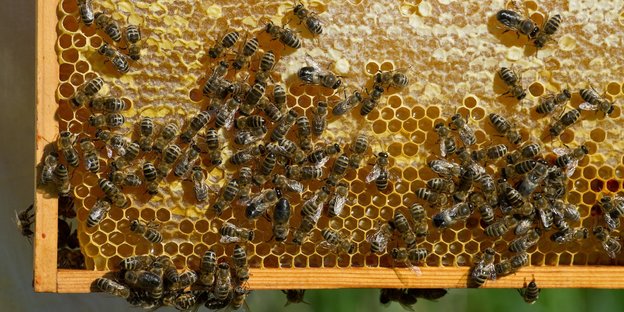Bienen auf einer Wabe