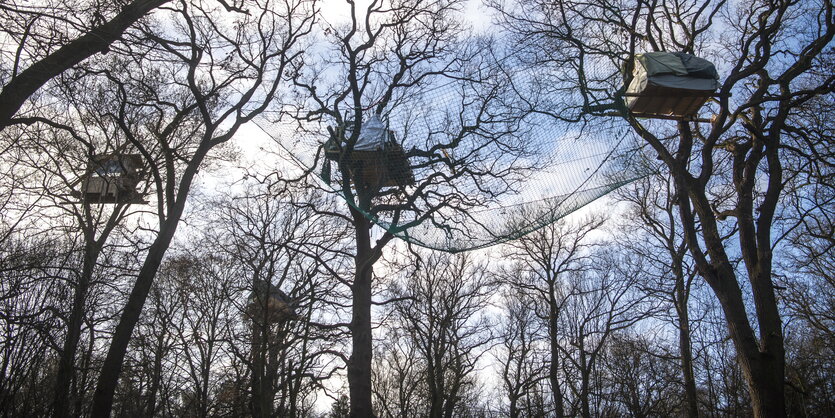 Drei Baumhäuser im Wald Hambacher Forst