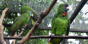 Ein grüner Papagei in einem Gehege sitzend