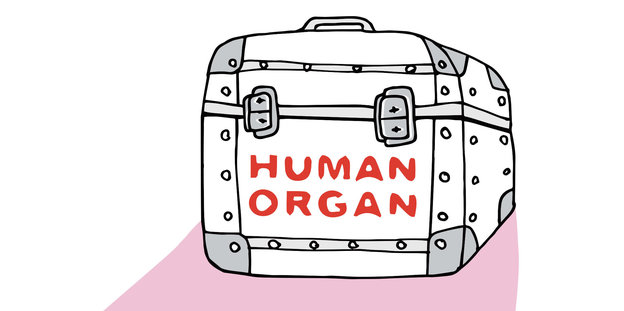 Eine Zeichnung zeigt einen Koffern mit der Aufschrift "Human Organ"