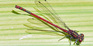 Eine rote Libelle auf einem grünen Blatt