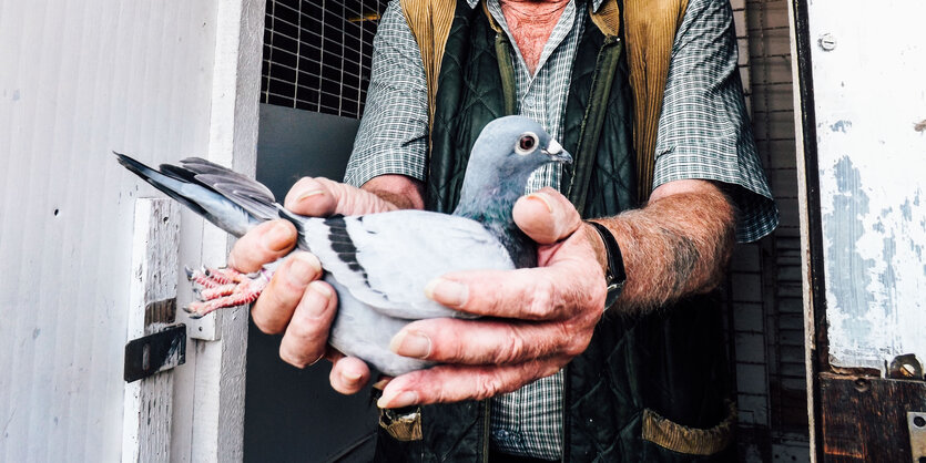 Brieftaube in der Hand